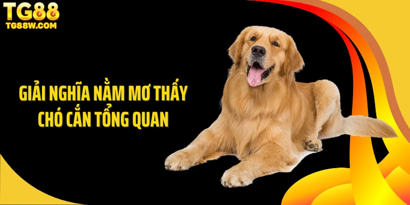 Giải nghĩa nằm mơ thấy chó cắn tổng quan